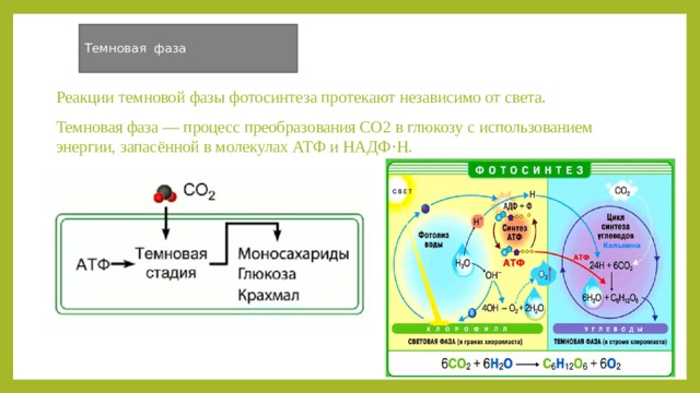 Установите последовательность процессов протекающих