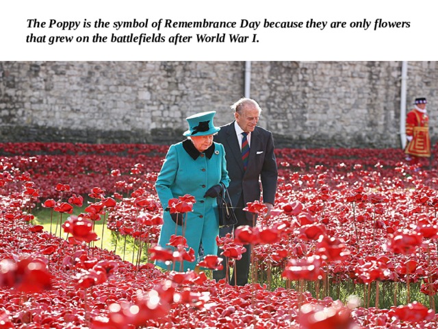 The Poppy is the symbol of Remembrance Day because they are only flowers that grew on the battlefields after World War I. 