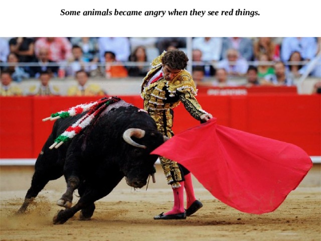 Some animals became angry when they see red things.   