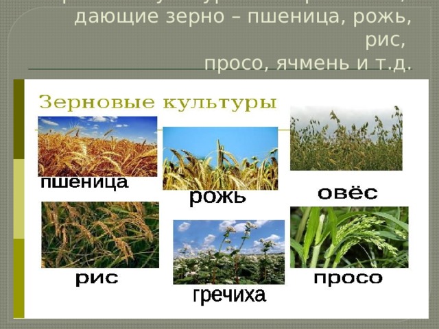 Зерновые культуры – это растения,  дающие зерно – пшеница, рожь, рис,  просо, ячмень и т.д. 