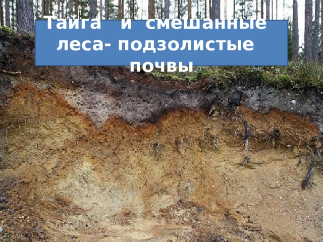 Тайга и смешанные леса- подзолистые почвы 