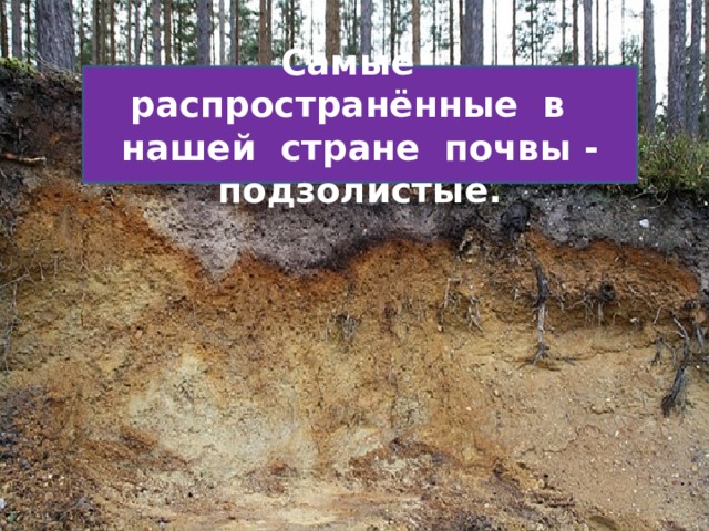 Самые распространённые в нашей стране почвы - подзолистые. 