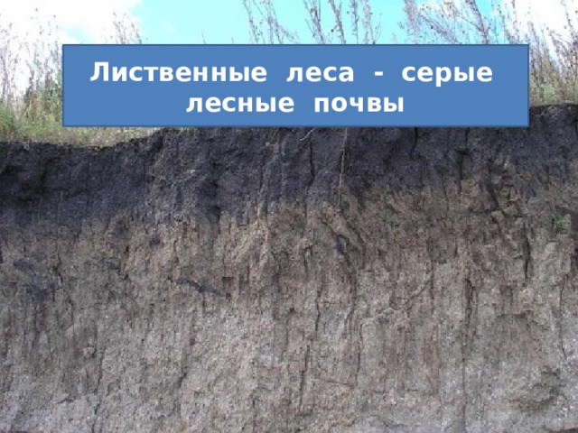Лиственные леса - серые лесные почвы 