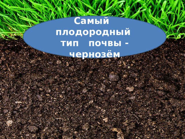 Самый плодородный тип почвы - чернозём 