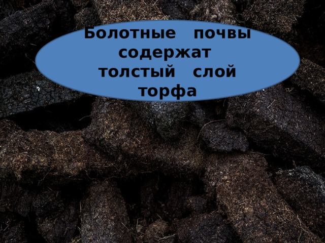 Болотные почвы содержат толстый слой торфа 