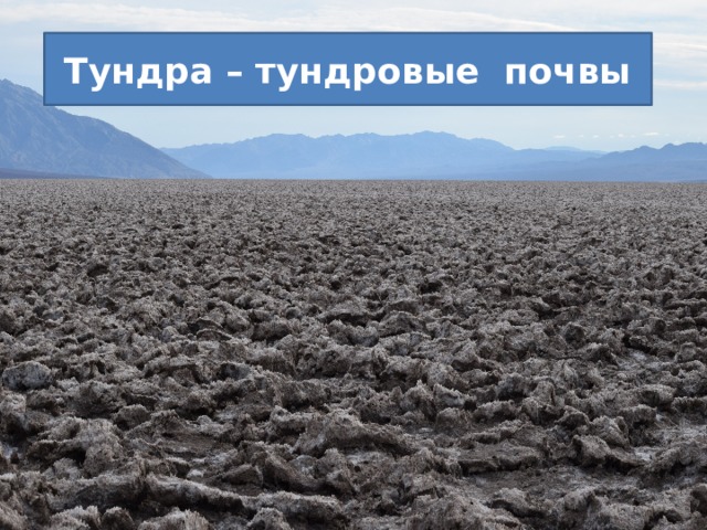 Тундра – тундровые почвы 