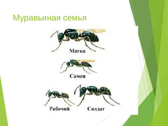 Иерархия муравьев схема в муравейнике