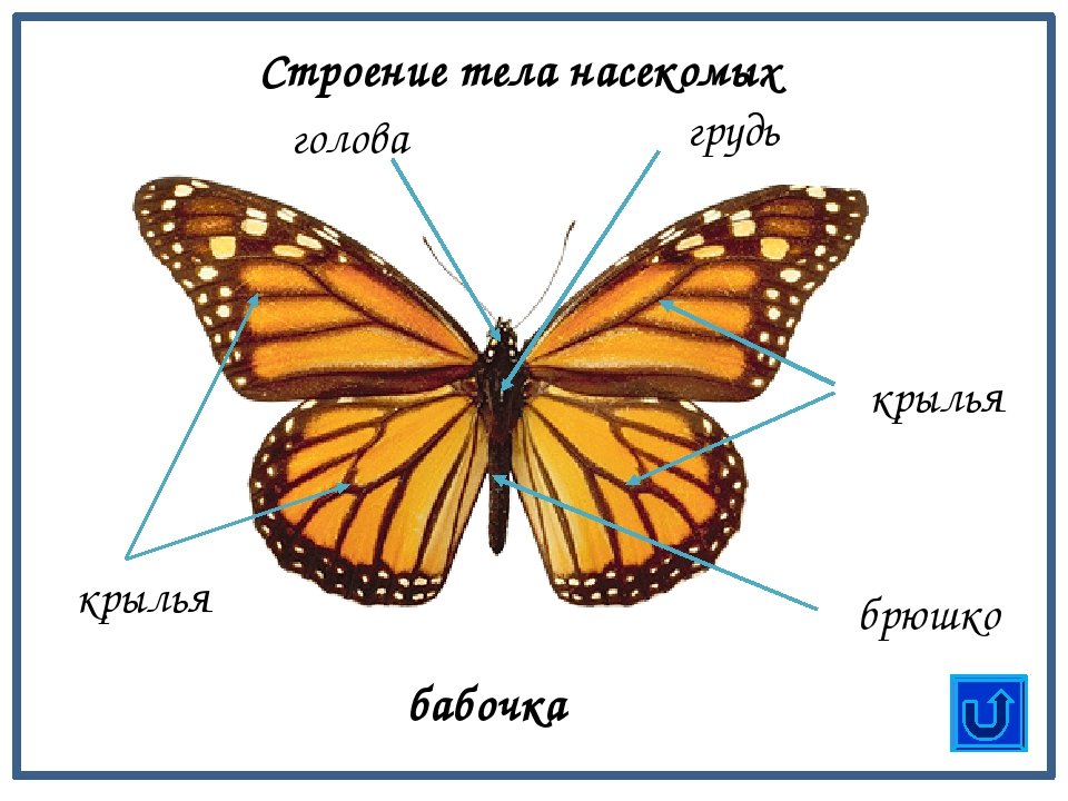 Схема части тела насекомых