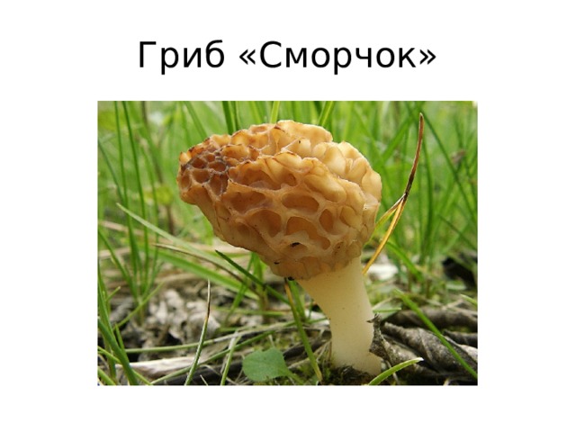 Гриб «Сморчок» 