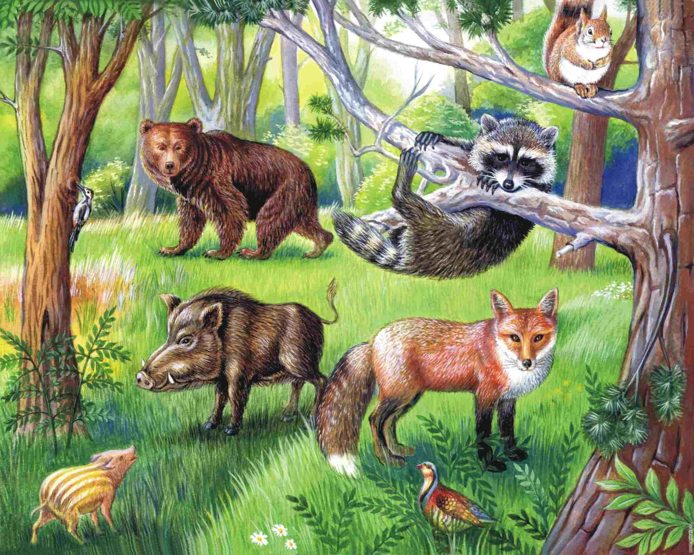 Экология диких животных. Лесные жители. Животные леса для детей. Лес с дикими животными. Лес и его обитатели.