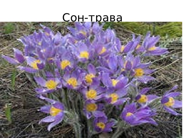 Сон-трава 