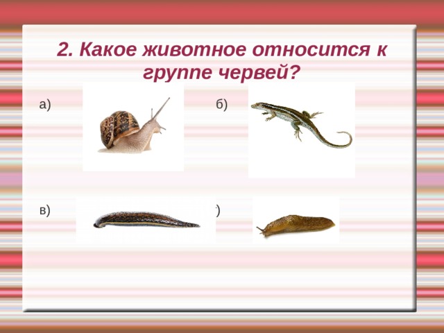2. Какое животное относится к группе червей? а) б) в) г) 
