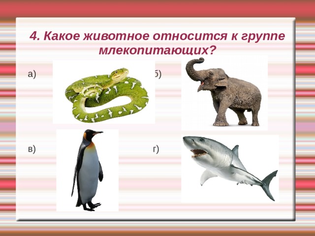 4. Какое животное относится к группе млекопитающих? а) б) в) г) 