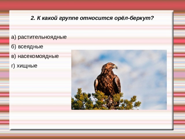 Сделайте описание беркута по следующему плану