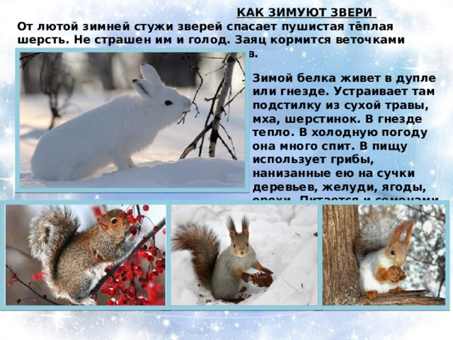 Проект в средней группе животные зимой Презентация для детей старшей группы на тему: "Здравствуй-Зимушка, Зима".