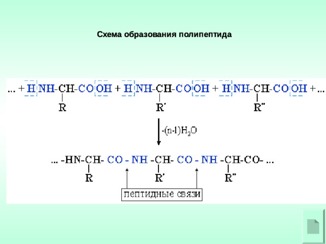 Схема образования полипептида Схема образования полипептида 