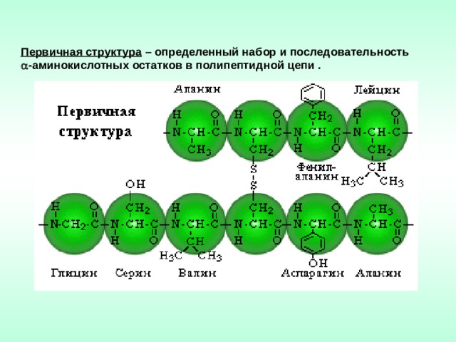 Первичная структура – определенный набор и последовательность  -аминокислотных остатков в полипептидной цепи . 