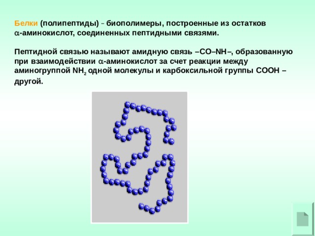 Белки (полипептиды)  биополимеры, построенные из остатков  -аминокислот, соединенных пептидными связями.  Пептидной связью называют амидную связь – CO – NH –, образованную при взаимодействии  -аминокислот за счет реакции между аминогруппой NH 2 одной молекулы и карбоксильной группы COOH – другой. 