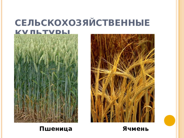 СЕЛЬСКОХОЗЯЙСТВЕННЫЕ КУЛЬТУРЫ Пшеница Ячмень  