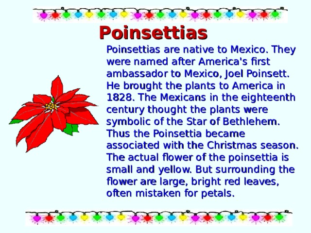 Poinsettias   Poinsettias are native to Mexico. They were named after America's first ambassador to Mexico, Joel Poinsett. He brought the plants to America in 1828. The Mexicans in the eighteenth century thought the plants were symbolic of the Star of Bethlehem. Thus the Poinsettia became associated with the Christmas season. The actual flower of the poinsettia is small and yellow. But surrounding the flower are large, bright red leaves, often mistaken for petals. 