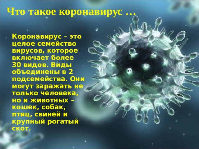 Что такое коронавирус …   Коронавирус – это целое семейство вирусов, которое включает более 30 видов. Виды объединены в 2 подсемейства. Они могут заражать не только человека, но и животных – кошек, собак, птиц, свиней и крупный рогатый скот.  