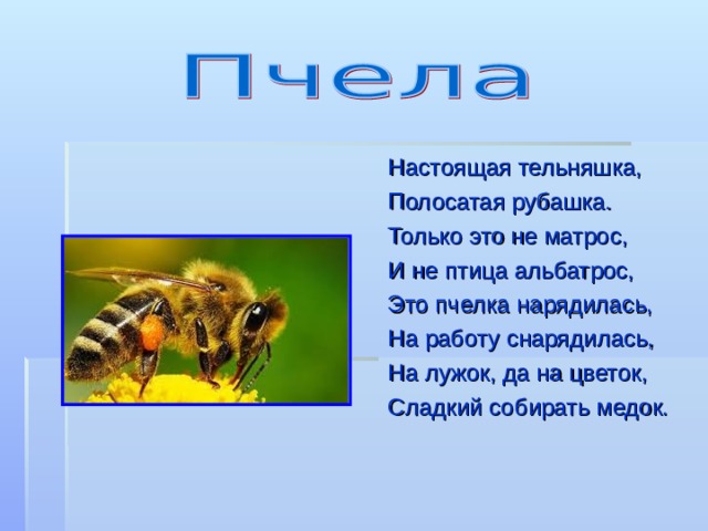 Презентация загадки про насекомых для дошкольников