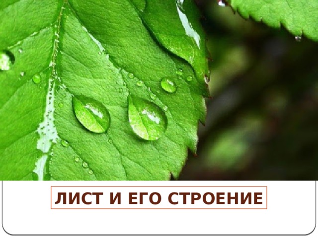 Лист и его строение 