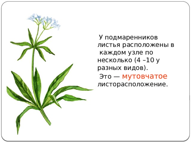  У подмаренников листья расположены в  каждом узле по несколько (4 –10 у разных видов).  Это — мутовчатое листорасположение. 