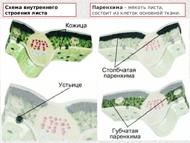 Схема внутреннего строения листа Паренхима  – мякоть листа, состоит из клеток основной ткани. 