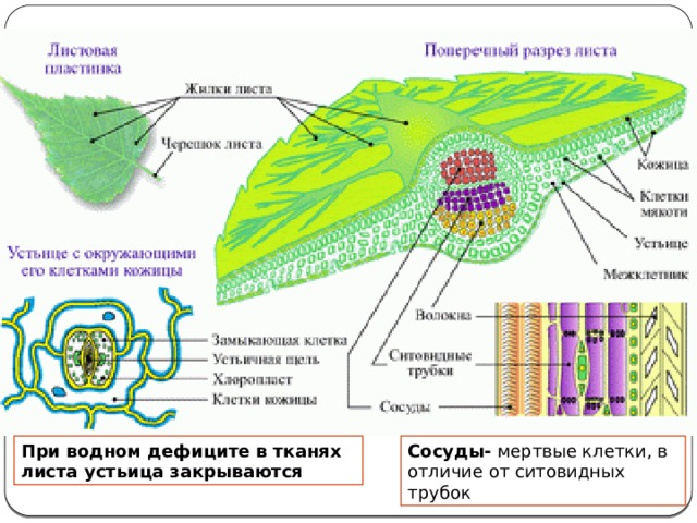 При водном дефиците в тканях листа устьица закрываются Сосуды- мертвые клетки, в отличие от ситовидных трубок 