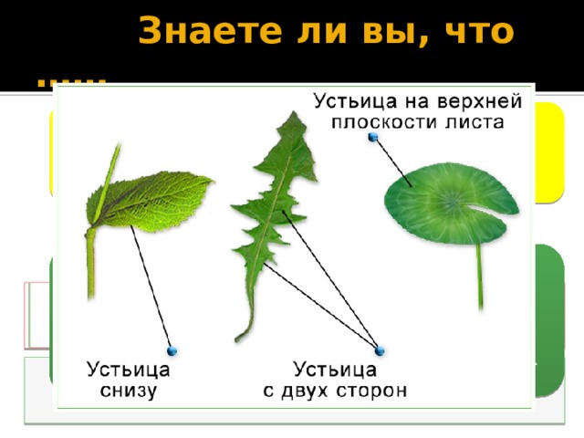  Знаете ли вы, что …… Устьица встречаются в кожице всех наземных растений. Их количество у растений огромно- от 50 до 500 штук и больше на 1мм поверхности листа. У большинства растений устьица располагаются преимущественно на нижней стороне листа, но у некоторых( например, у эвкалипта, капусты) они находятся на обеих сторонах. У растений с плавающими на воде листьями устьица сформировались только на верхней стороне листа, обращенной к воздушной стороне. 