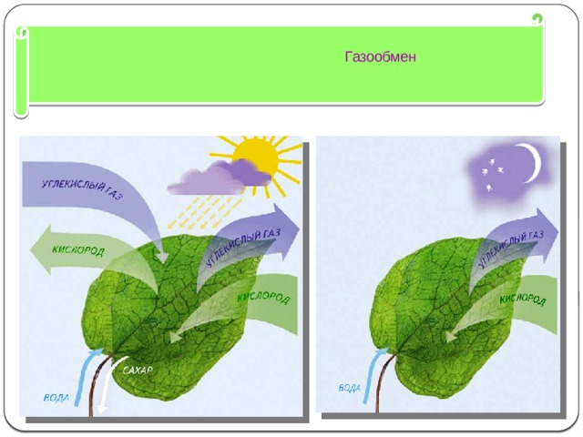 Углекислый газ поглощает кислород. Газообмен у растений. Газообмен листа. Газообмен листьев. Схема газообмена у растений.