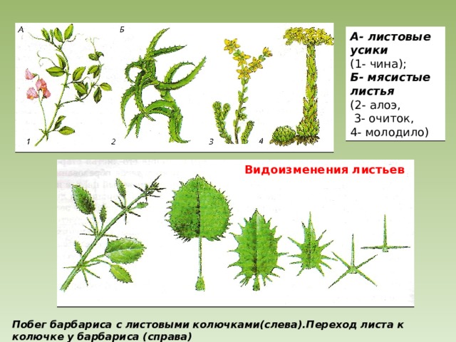 А- листовые усики (1- чина); Б- мясистые листья (2- алоэ,  3- очиток, 4- молодило) Видоизменения листьев Побег барбариса с листовыми колючками(слева).Переход листа к колючке у барбариса (справа) 