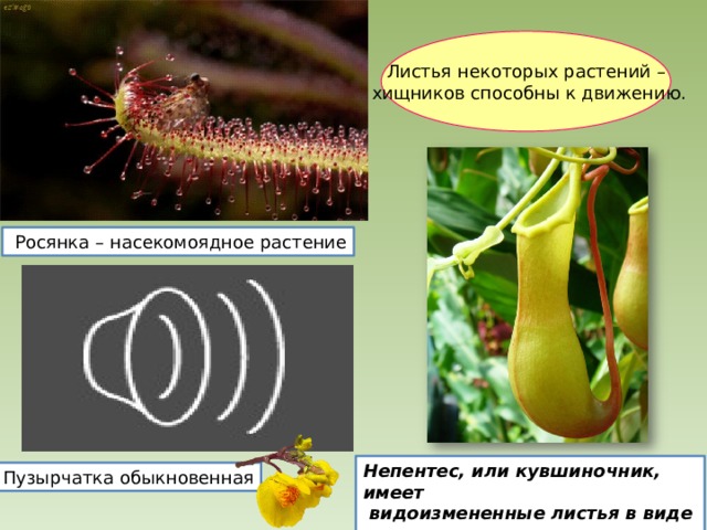 Листья некоторых растений –  хищников способны к движению.  Росянка – насекомоядное растение Непентес, или кувшиночник, имеет  видоизмененные листья в виде кувшина для улавливания насекомых Пузырчатка обыкновенная 