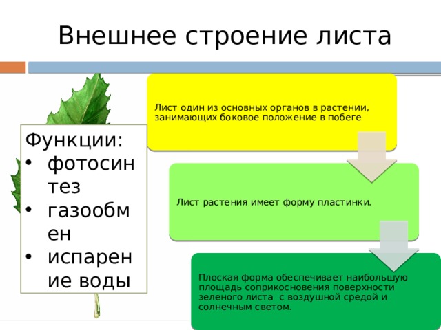  Внешнее строение листа Лист один из основных органов в растении, занимающих боковое положение в побеге Функции: фотосинтез газообмен испарение воды Лист растения имеет форму пластинки. Плоская форма обеспечивает наибольшую площадь соприкосновения поверхности зеленого листа с воздушной средой и солнечным светом. 