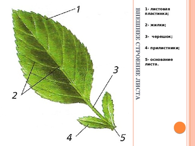 Внешнее строение листа 1- листовая пластинка;  2- жилки;  3- черешок;  4- прилистники;  5- основание листа.  