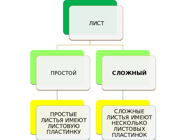 ЛИСТ ПРОСТОЙ СЛОЖНЫЙ ПРОСТЫЕ ЛИСТЬЯ ИМЕЮТ ЛИСТОВУЮ ПЛАСТИНКУ СЛОЖНЫЕ ЛИСТЬЯ ИМЕЮТ НЕСКОЛЬКО ЛИСТОВЫХ ПЛАСТИНОК 