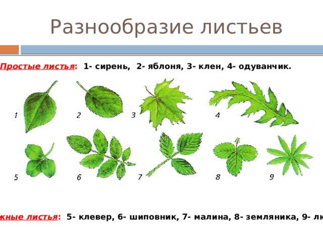  Разнообразие листьев Простые листья : 1- сирень, 2- яблоня, 3- клен, 4- одуванчик. Сложные листья : 5- клевер, 6- шиповник, 7- малина, 8- земляника, 9- люпин. 