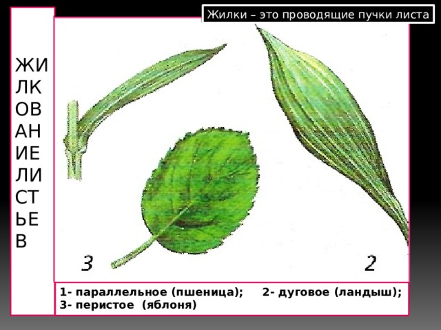 Жилки – это проводящие пучки листа  Жилкование листьев 1- параллельное (пшеница); 2- дуговое (ландыш); 3- перистое (яблоня) 