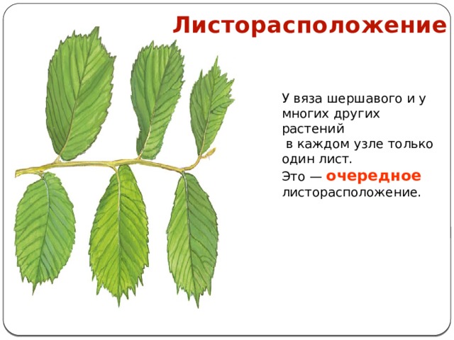 Листорасположение У вяза шершавого и у многих других растений  в каждом узле только один лист. Это — очередное листорасположение. 