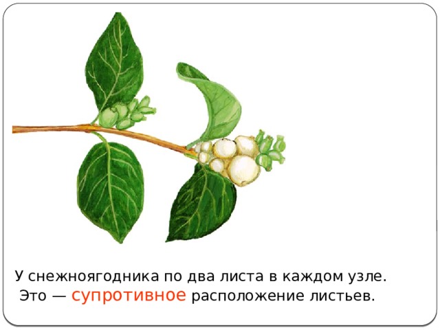 У снежноягодника по два листа в каждом узле.  Это —  супротивное расположение листьев. 