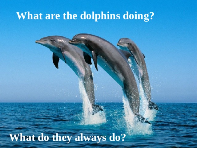 What are the dolphins doing? What do they always do? 