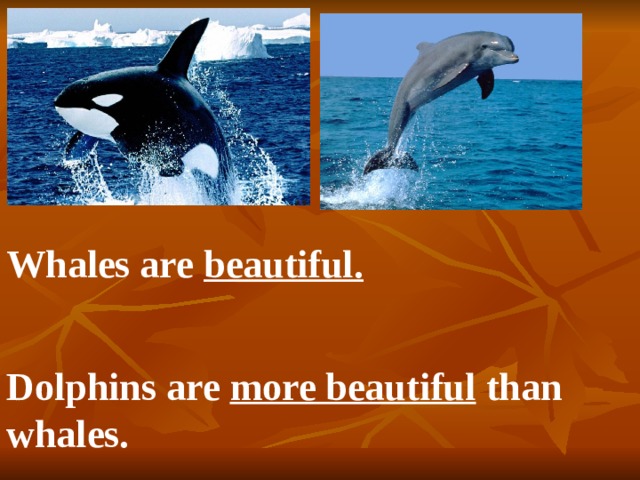 Whales are beautiful. Dolphins are more beautiful than whales. 
