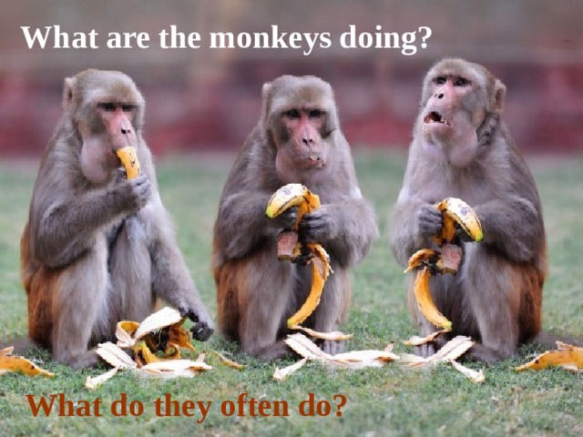 What are the monkeys doing? What do they often do? 