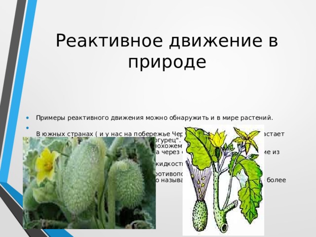 Реактивное движение в природе Примеры реактивного движения можно обнаружить и в мире растений.  В южных странах ( и у нас на побережье Черного моря тоже) произрастает растение под названием 