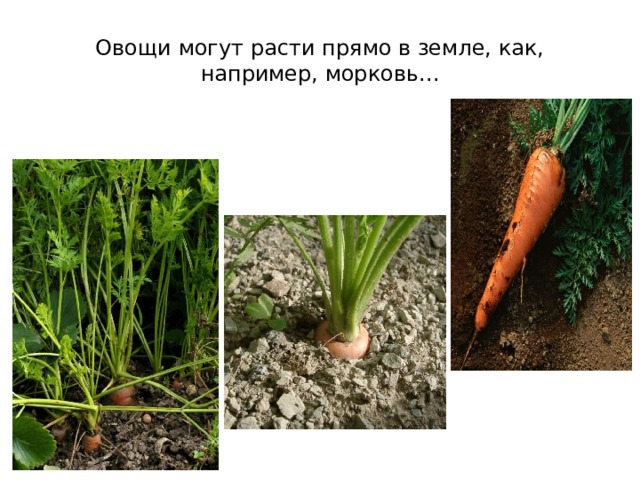Овощи могут расти прямо в земле, как, например, морковь... 