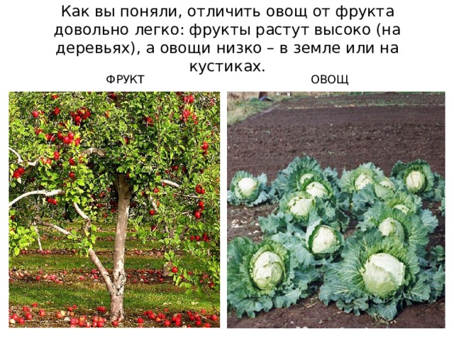 Как вы поняли, отличить овощ от фрукта довольно легко: фрукты растут высоко (на деревьях), а овощи низко – в земле или на кустиках. ФРУКТ ОВОЩ 