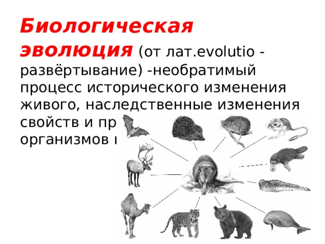 Как называется процесс исторического развития организмов. Биологическая Эволюция. Необратимый процесс исторического развития живого. Видовая Эволюция.