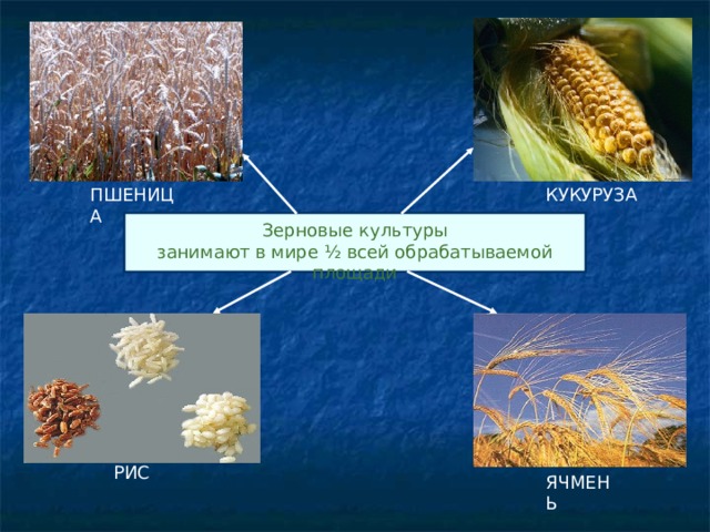Какие культуры занимают. Презентация сельское хозяйство 10 класс. Презентация зерновые культуры 10. Зерновые культуры рис страны. Наиболее распространенными зерновыми культурами в мире являются.