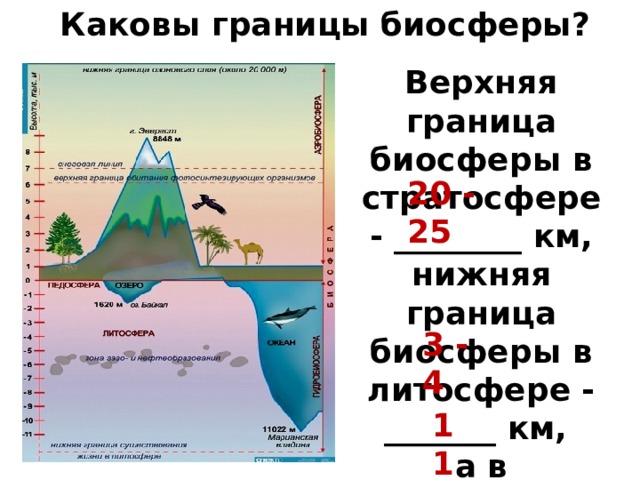 Где проводят верхнюю и нижнюю границу биосферы